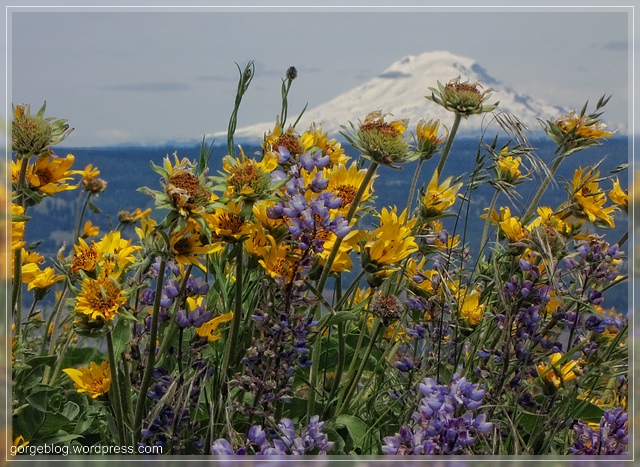 Mt. Adams und Wildblumen